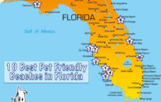 10 Of The Best Pet Friendly Beaches In Florida Gopetfriendly Best
