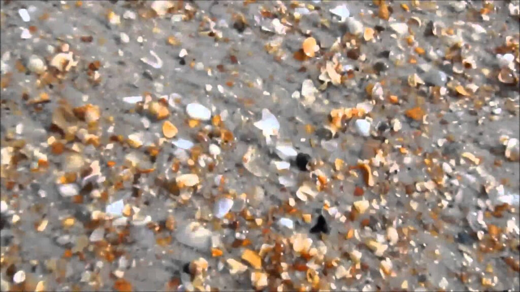 30 Venice Beach Florida Shark Teeth Map Maps Database Source | Beach Map