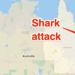 Shark Bites Off UK Tourist S Foot On Australia Snorkeling Cruise