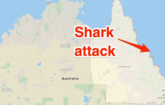 Shark Bites Off UK Tourist s Foot On Australia Snorkeling Cruise