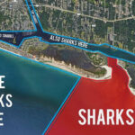 Shark Mystery Solved New Map Shows Exactly Where Sharks Are Lurking