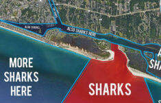 Shark Mystery Solved New Map Shows Exactly Where Sharks Are Lurking