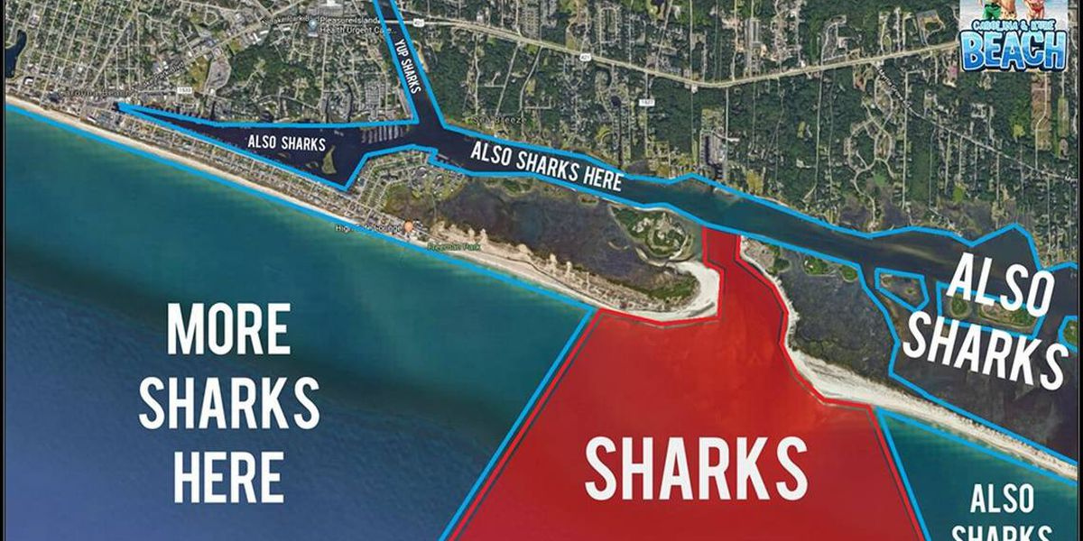 Shark Mystery Solved New Map Shows Exactly Where Sharks Are Lurking 
