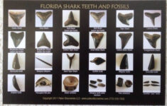 Venice Beach Florida Shark Teeth Map