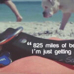 Dog Friendly Beaches In Florida | Visit Florida With Dog Friendly Beaches In Florida Map