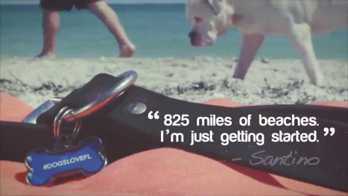 Dog-Friendly Beaches In Florida | Visit Florida within Map Of Dog Friendly Beaches In Florida