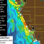 Health Alert Is Issued For Red Tide At Beaches In Sarasota County With Sarasota Beach Water Quality Today Map