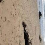 Jalama Beach County Parkags/Texas Advertising   Issuu Intended For Jalama Beach Campground Map Pdf