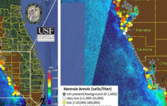 Water Quality Report | Wgcu Pbs &amp; Npr For Southwest Florida for Naples Beach Water Quality Today Map