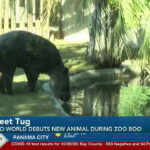 Zoo World New Animal Named Tug Within Zoo World Panama City Beach Map
