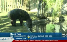 Zoo World New Animal Named Tug within Zoo World Panama City Beach Map