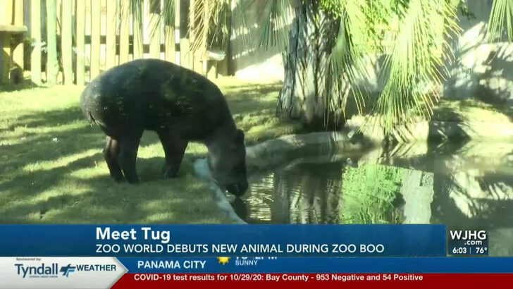 Zoo World Panama City Beach Map